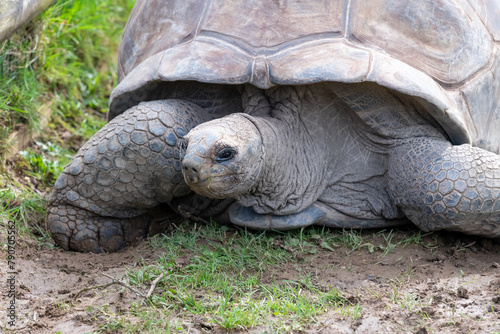 Close up of an Aldabra giant tortoise (aldabrachelys gigantea) photo