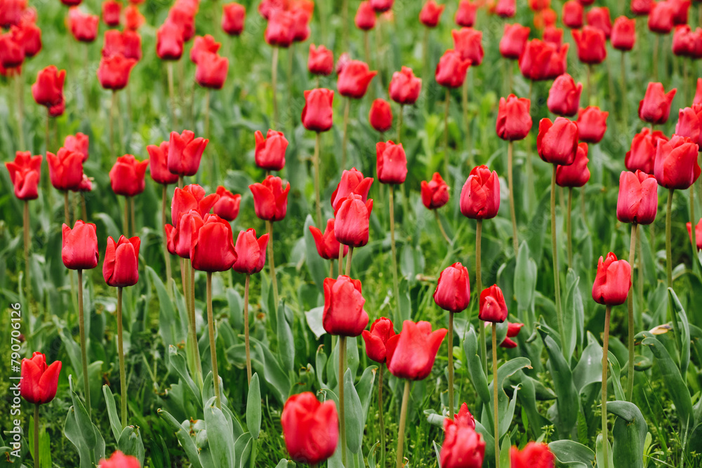 Red tulips background. Green field. Growing flowers landscape. Outdoor park growing flowers. Netherland national flower. Tulips pattern. Fresh petal background. Red tulips background. Green field. Growing flowers landscape. Outdoor park growing flowers. Netherland national flower. Tulips pattern. Fresh petal background.