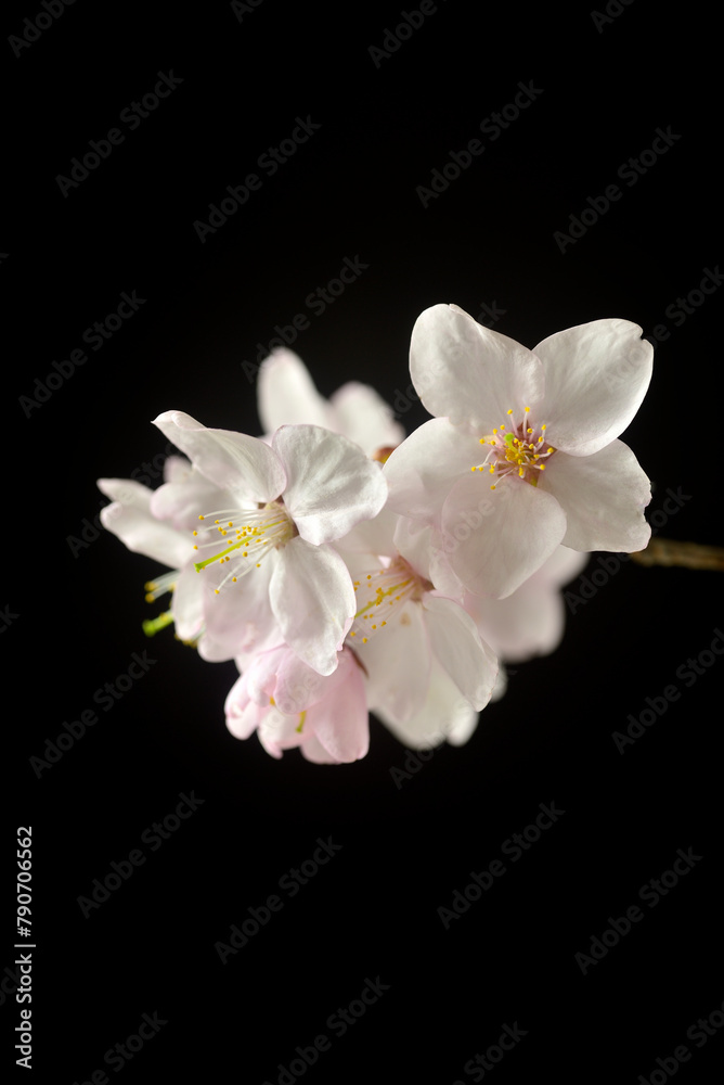 黒バックに浮かび上がる桜の花 黒バックに浮かび上がる桜の花