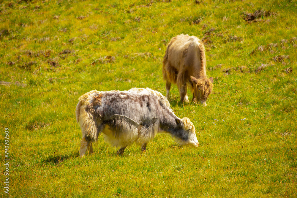 Obraz premium A herd of yaks graze in the mountains. Himalayan big yak in a beautiful landscape. Hairy cow cattle wild animal in nature in Tibet. Sunny summer day in the wild. Farm animal in Nepal and Tibet.