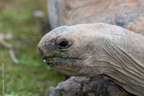 Head shot of an Aldabra giant tortoise (aldabrachelys gigantea)