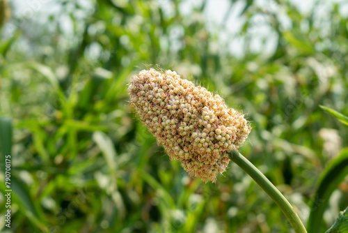 Jowar or Sorghum. Jowar grain Sorghum crop farm. Millet farm - Indian Agriculture