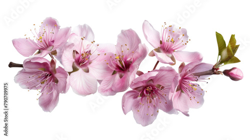 Pink blossom of a tree