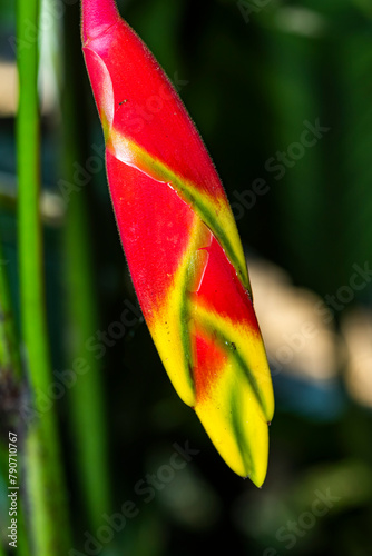 The bird of paradise flpwer in the garden photo