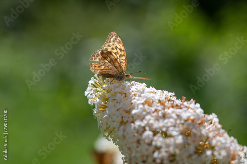 Butterfly on white lilac photo