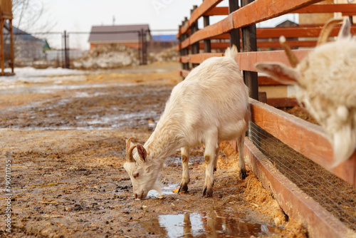 Goat is standing next to a fence on a farm, showcasing agriculture and farm life.