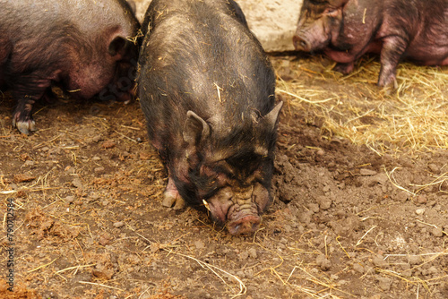 A pig is seen standing in the dirt near a door on a farm. Selective focus