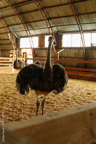 Ostrich stands tall in a spacious pen on farm, showcasing its long neck and vibrant feathers. Vertical photo
