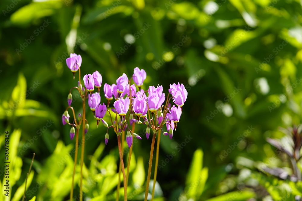 Primula sect. Dodecatheon is a section of herbaceous flowering plants in the family Primulaceae. Primula species in this section were formerly placed in a separate genus, Dodecatheon. Hanover, Germany