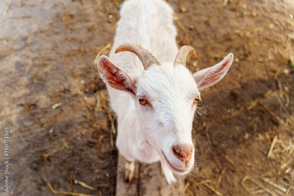 Goats gracefully making their way across a muddy field on farm. Goats gracefully making their way across a muddy field on farm.