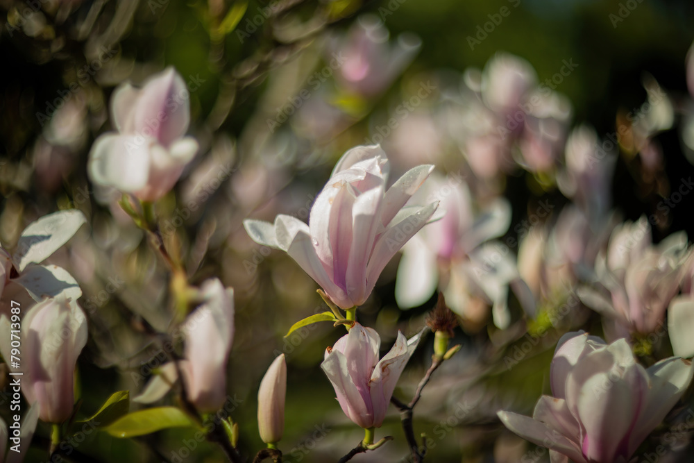 Blossoming magnolias and cherry blossoms paint a picturesque scene in the botanical garden. Blossoming magnolias and cherry blossoms paint a picturesque scene in the botanical garden.