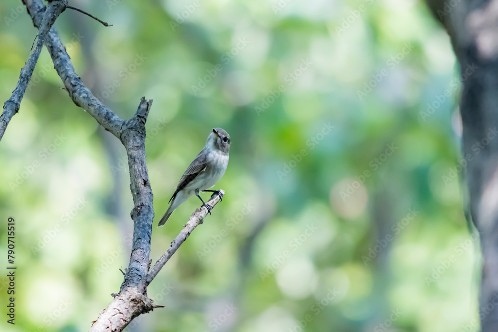The Taiga Flycatcher on a branch The Taiga Flycatcher on a branch