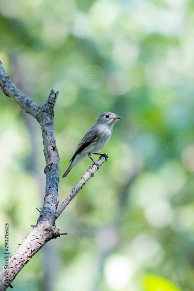 The Taiga Flycatcher on a branch The Taiga Flycatcher on a branch