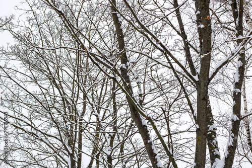 Snowcovered trees in a monochrome winter landscape with a white sky