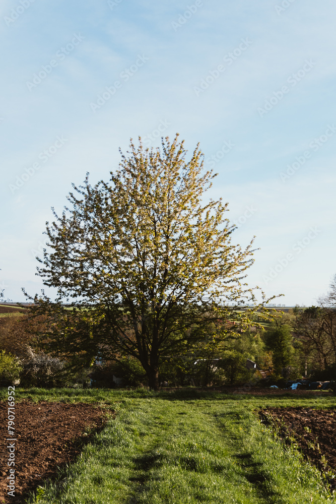 Obraz premium long road in the forest