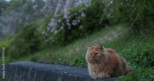 春の夕方の公園にいるかわいい野良猫の様子