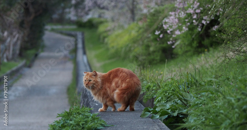 春の夕方の公園にいるかわいい野良猫の様子