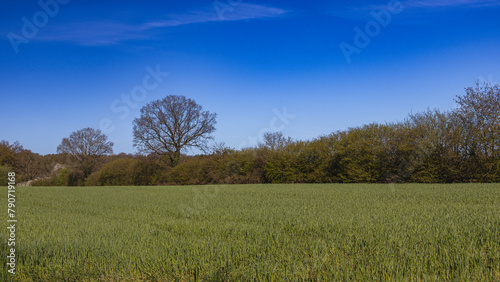 View across the field to a row of trees