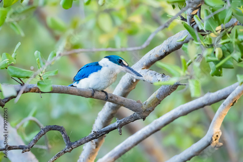 The Collared Kingfisher on a branch