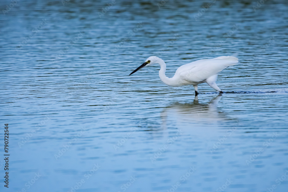 The seabird on the mangrove forest The seabird on the mangrove forest