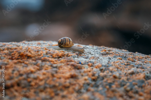 snail crawling on the stone on the Brittany coast of France