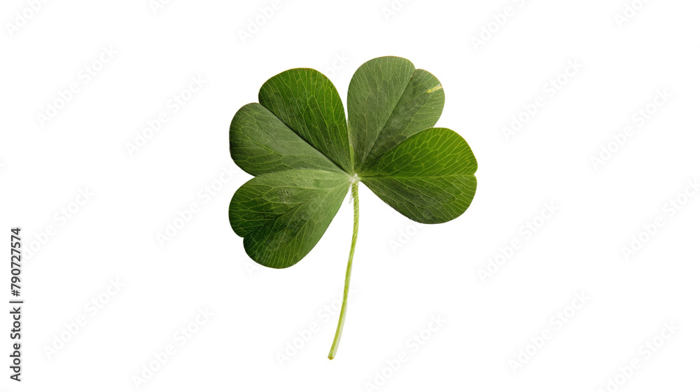 Four-leaf clover