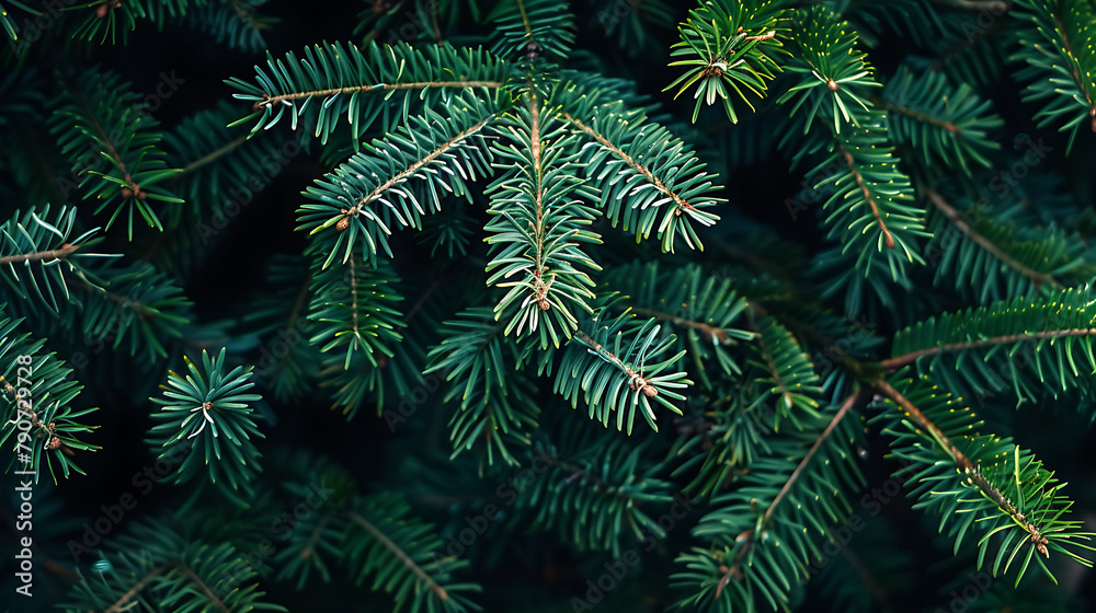 Christmas Tree Branch Background