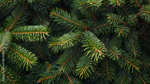 Christmas Tree Branch Background