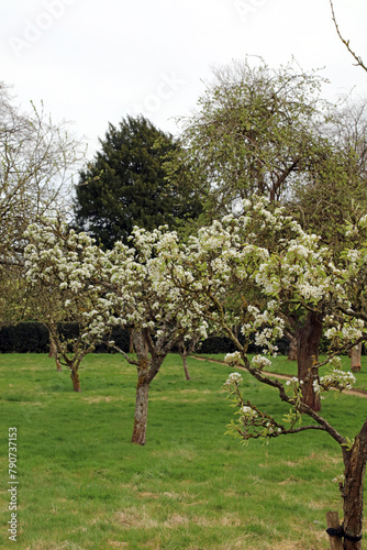 Pear trees with blossom in Spring, Derbyshire England
