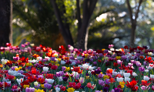 Traditional Tulip Festival in Emirgan Park, a historical urban park at springtime, spring travel background photo