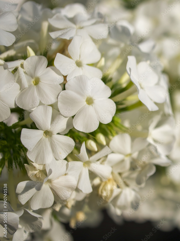 A close-up of pristine white flowers, showcasing their delicate petals and green stems, radiating a serene and peaceful mood; ideal for backgrounds in wellness or nature-themed content. A close-up of pristine white flowers, showcasing their delicate petals and green stems, radiating a serene and peaceful mood; ideal for backgrounds in wellness or nature-themed content.