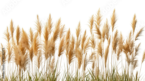 Dry pampas grass or ripe yellow orange golden wheat field summer plant isolated on transparent background. Organic soft dried cereal branches harvest season