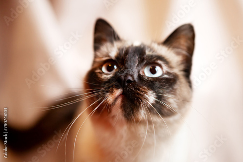 Beautiful, very cute face of a Siamese cat, on a beige background, close-up.