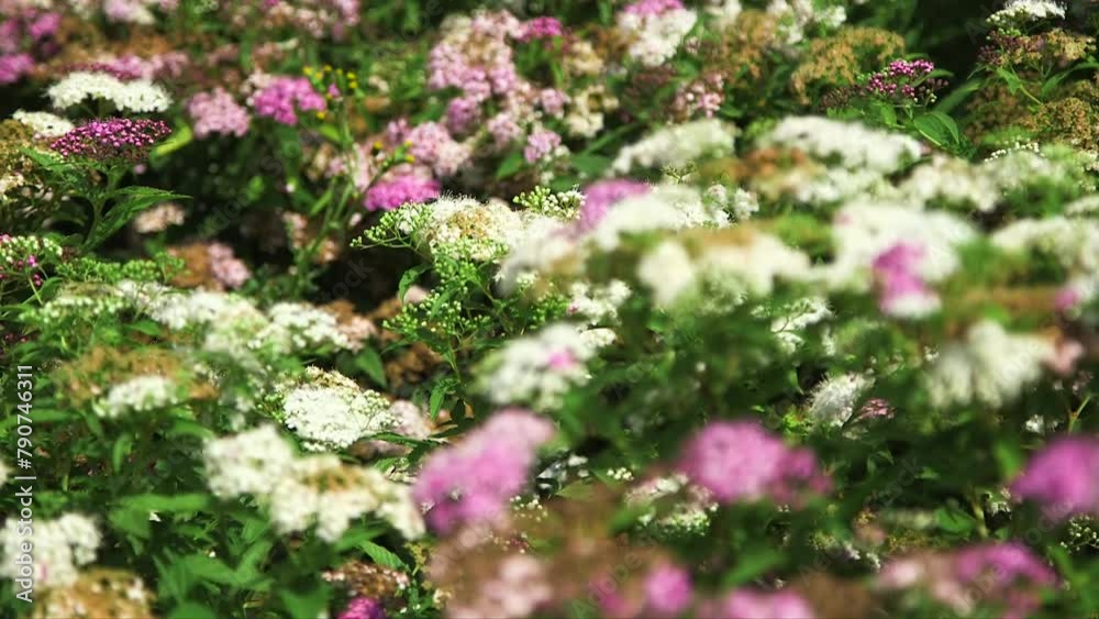 Wonderful White and Pink Meadow Flowers. Static Shot with Narrow Focus Motion. Some Flies on Flowers. Wonderful White and Pink Meadow Flowers. Static Shot with Narrow Focus Motion. Some Flies on Flowers.