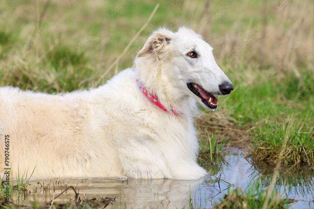 Russian greyhound hound dog, in a large puddle on a field in the spring, rests after a quick run. Russian greyhound hound dog, in a large puddle on a field in the spring, rests after a quick run.