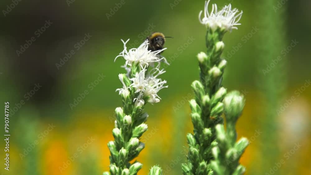 Bumblebee Collects Nectar from White Flowers. Bumblebees are Social Insects that Form Colonies with a Single Queen what are Smaller than those of Honey Bees. Bumblebee Collects Nectar from White Flowers. Bumblebees are Social Insects that Form Colonies with a Single Queen what are Smaller than those of Honey Bees.