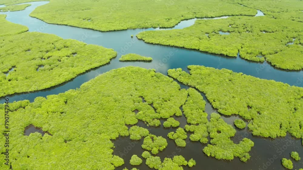Aerial view of rivers in tropical mangrove forests. Mangrove landscape, Siargao,Philippines. Aerial view of rivers in tropical mangrove forests. Mangrove landscape, Siargao,Philippines.