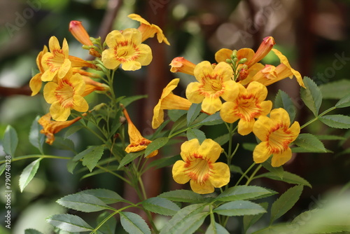 Tecoma Flower, Tecoma stans, Orange Jubilee, Orange Jubilee Esperanza, Orangebells, Orange Trumpet Bush, Trumpetflower