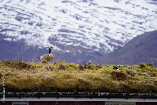 Pair of canada geese on the roof of a house at Oere marina photo