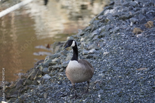 Canada goose heading to the water at Oere marina photo