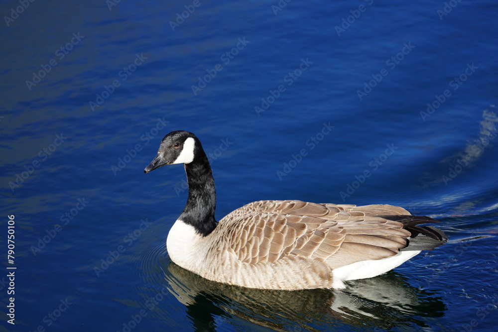 Canada goose taking a swim in the water of Oere marina Canada goose taking a swim in the water of Oere marina