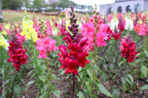 雨に濡れるキンギョソウの花畑 (Antirrhinum majus) photo