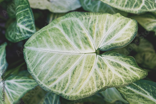 Leaves of the plant syngonium podophyllum for framing and decoration photo