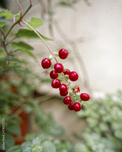 small fruits of the Rivina humilis plant photo