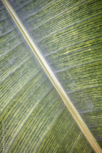 close-up photo of large leaves of heliconia farinosa photo