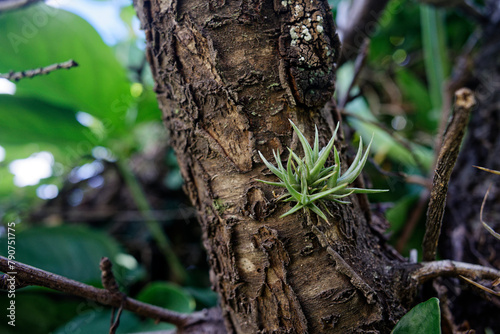 Tillandsia aeranthos on the bark of a tree