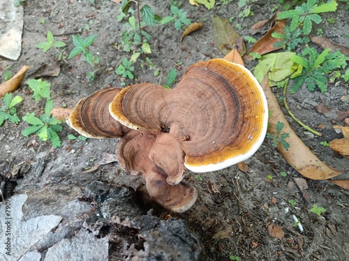 Lingzhi, Ganoderma sichuanense, also known as reishi or Ganoderma lingzhi is a polypore fungus native to East Asia belonging to the genus Ganoderma. 