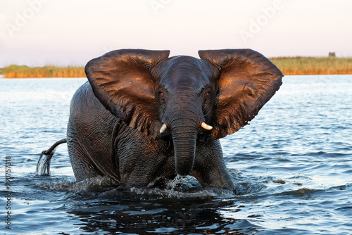 Photography Close encounter with Elephants crossing the Chobe river between Namibia and Botswana in the late afternoon seen from a boat