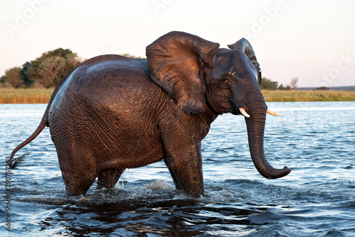 Close encounter with Elephants crossing the Chobe river between Namibia and Botswana in the late afternoon seen from a boat. © henk bogaard