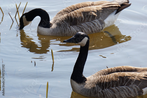 Close up of geese in water